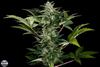 ROADRUNNER AUTOMATICA * DINAFEM SEEDS - 10 SEMI FEM