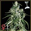 GREEN-O-MATIC * GREEN HOUSE FEMINIZED   3 SEMI 