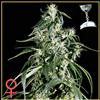 GREEN-O-MATIC * GREEN HOUSE FEMINIZED   1 SEME