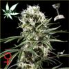 SUPER LEMON HAZE AUTO * GREEN HOUSE FEMINIZED   1 SEME