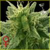 LEMON SKUNK * GREEN HOUSE FEMINIZED   5 SEMI 