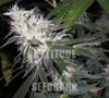 CHEMDOG * GREEN HOUSE FEMINIZED   5 SEMI