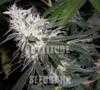 CHEMDOG * GREEN HOUSE FEMINIZED   1 SEME