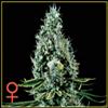 ARJAN'S HAZE #3 * GREEN HOUSE FEMINIZED   3 SEMI 