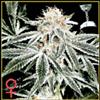 WHITE WIDOW * GREEN HOUSE FEMINIZED 10 SEMI 