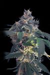 WHITE DOMINA * KANNABIA SEEDS 100 SEMI FEM