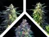 CRYSTAL MIX * KANNABIA SEEDS MIX PACKS 9 SEMI FEM 