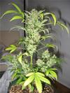 SNOWRIDER * SHORT STUFF SEEDS   3 SEMI FEM 