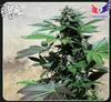 BLUE RHINO * POSITRONICS FEMINIZED   1 SEME 