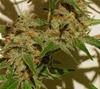 RAY'S CHOICE * KIWISEEDS  3 SEMI FEM 