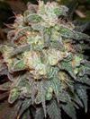 MOTAVATION * SERIOUS SEEDS 11 SEMI REG