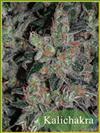 KALICHAKRA * MANDALA SEEDS 10 SEMI REG 