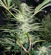 WHITE WIDOW * MEDICAL SEEDS FEM   3 SEMI 