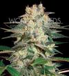 AFGHAN KUSH RYDER AUTO * WORLD OF SEEDS   3 SEMI FEM