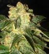 PAKISTAN RYDER AUTO * WORLD OF SEEDS   7 SEMI FEM 