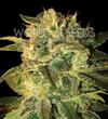 SUGAR MANGO RYDER AUTO* WORLD OF SEEDS   7 SEMI FEM 