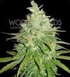 AFGHAN KUSH X BLACK DOMINA * WORLD OF SEEDS 12 SEMI FEM