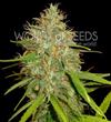 AFGHAN KUSH X SKUNK * WORLD OF SEEDS   7 SEMI FEM