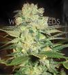 AFGHAN KUSH X WHITE WIDOW * WORLD OF SEEDS   7 SEMI FEM 