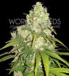 AFGHAN KUSH X YUMBOLT * WORLD OF SEEDS   3 SEMI FEM