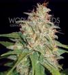 MAZAR X  WHITE RHINO * WORLD OF SEEDS   7 SEMI FEM 