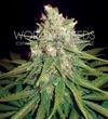 MAZAR X GREAT WHITE SHARK * WORLD OF SEEDS   3 SEMI FEM