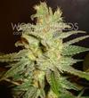 NORTHERN LIGHT X BIG BUD * WORLD OF SEEDS   7 SEMI FEM