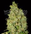 NORTHERN LIGHT X SKUNK * WORLD OF SEEDS   7 SEMI FEM