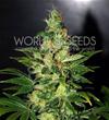 CHRONIC HAZE * WORLD OF SEEDS   3 SEMI FEM 