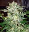 MAZAR KUSH * WORLD OF SEEDS 12 SEMI FEM 