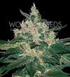 AFGHAN KUSH * WORLD OF SEEDS   3 SEMI FEM 