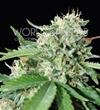 BRAZIL AMAZONIA * WORLD OF SEEDS   7 SEMI FEM 