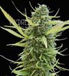 COLOMBIAN GOLD * WORLD OF SEEDS 12 SEMI FEM