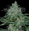 WILD THAILAND * WORLD OF SEEDS   3 SEMI FEM 