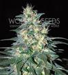 SOUTH AFRICAN KWAZULU * WORLD OF SEEDS 10 SEMI REG 