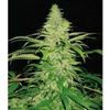 NORTHERN LIGHTS * PYRAMID SEEDS  1 SEMI FEM 