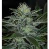 WHITE WIDOW * PYRAMID SEEDS  1 SEME FEM 