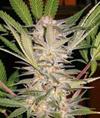 S.A.D. SWEET AFGANI DELICIOUS S1 * SWEET SEEDS   3 SEMI FEM 