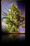 BIG DEVIL AUTO * SWEET SEEDS FEMINIZED   5 SEMI 