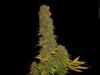 KAHUNA * SOMA SEEDS 5 SEMI REG