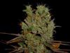 SOMANGO * SOMA SEEDS FEMINIZED   5 SEMI 