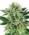 NORTHERN LIGHT AUTOMATIC * SENSI WHITE LABEL - 5 SEMI FEM