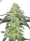 WHITE SKUNK * SENSI WHITE LABEL 10 SEMI REG 