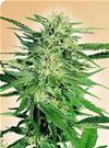 BIG BUD * SENSI SEEDS 25 SEMI FEM 