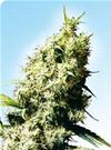 JAMAICAN PEARL® * SENSI SEEDS 10 SEMI REG