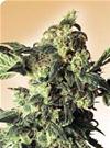NORTHERN LIGHTS® * SENSI SEEDS 10 SEMI REG 