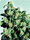 SUPER SKUNK * SENSI SEEDS  5 SEMI FEM 