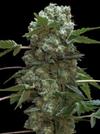 DOBLE AK-47 * PROFESSIONAL SEEDS   1 SEME FEM 