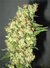 DOBLE JACK * PROFESSIONAL SEEDS   3 SEMI FEM 