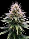 NEW YOR DIESEL  AUTOMATICA * PROFESSIONAL SEEDS   3 SEMI FEM 